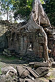 Preah Khan - eastern courtyard, auxiliary shrine of the Hall of Dancers engulfed by tree roots.